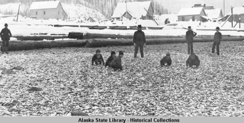 Herring on the Beach, Douglas Alaska