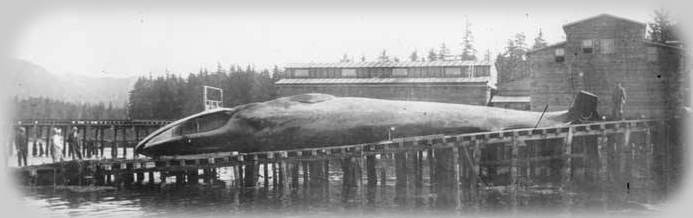 Sperm Whale at Tyee Whale Plant