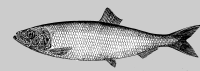 herring picture